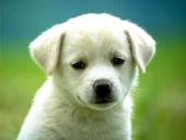 Adorable puppy