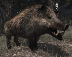 Jabali5gordo