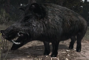 Jabaliwilbur