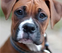 Boxer fanner1