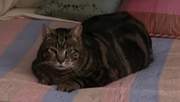 Lord Tubbington