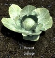 Cabbage plant.jpg