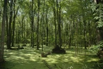 Swamp
