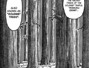 Huge trees