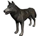 Lobo mexico1