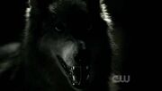 2x03-Bad-Moon-Rising-werewolf-the-vampire-diaries-tv-show-15812694-624-352