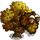 Bur Oak Tree-icon