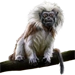 Item cottontoptamarin 01.png