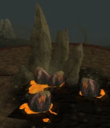 Dragon Eggs