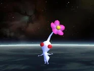 White in SSBB