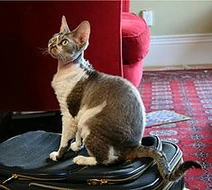 DevonRex