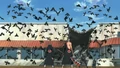 Crows1