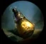 COADGunpowderFlask