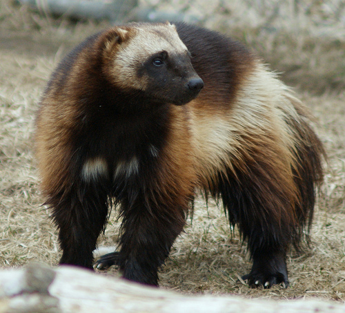 Angry Wolverine Animal
