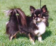 Chihuahua3