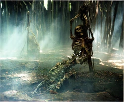 Mermaid skeleton
