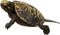 HO Tut Babyturtle-icon