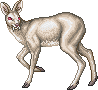 WhiteDeerM.gif