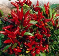 Chili Pepper.jpg