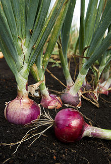 Red Onion.jpg
