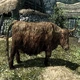 Fauna