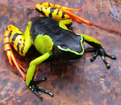Painted Mantella Reptipedia The Reptile Amphibian Wiki painted-mantella-reptipedia-the-reptile-amphibian-wiki