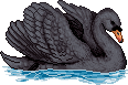 BlackSwanMA.gif