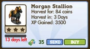 Morgan Stallion Market Info