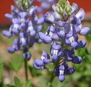 627px-Texas Bluebonnet (Lupinus texensis)