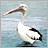 Discovery bird