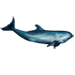 Item falsekillerwhale 01