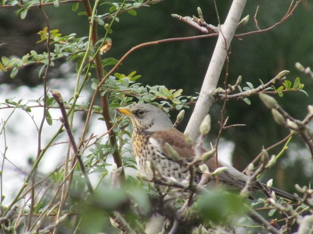 File:Fieldfare back garden.JPG