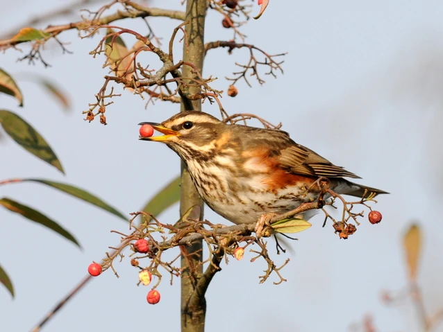 File:Redwing.JPG