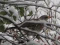 Thumbnail for version as of 17:23, February 11, 2012