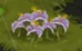 Plain Flax