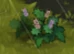 Wild Mint