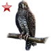 Powerful Owl