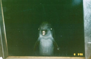 Scaryassdolphin
