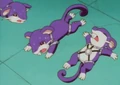A.J.'s Rattata; Rest.jpg