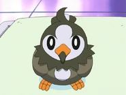 Rowan Starly