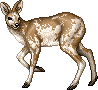 PiebaldDeerF.gif