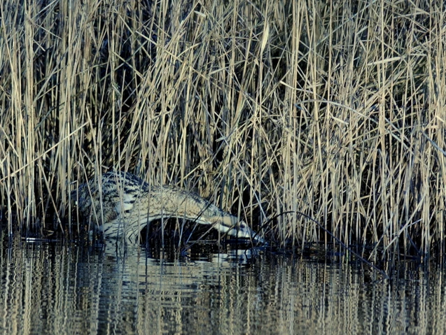 File:Bittern Hampstead Heath.JPG
