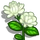 Double Pikake-icon
