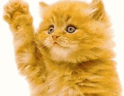 WavingCat.gif