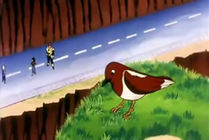 MountainRoadBird