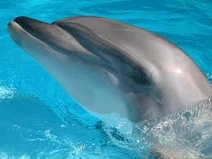 Dolphin