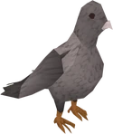 Pigeon