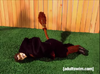HarryPotterRobotChicken