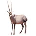 Item arabianoryx 01
