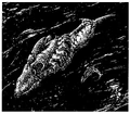 Andoanischer Mineralfisch.jpg
